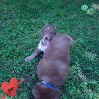 AKC Solid Brown OFA, a female Siberian Husky for sale in Anderson, SC – Photo 6 of 10