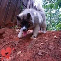 AKC Agouti Embark & OFA Parents, a female Siberian Husky for sale in Anderson, SC – 8 of 10