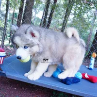 OFA & Embark Tested Parents, a female Siberian Husky for sale in Anderson, SC – 8 of 10