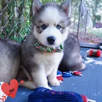 AKC OFA & Embark Parents, a male Siberian Husky for sale in Anderson, SC – 4 of 10