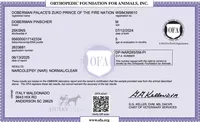 Euro & CH! OFA & Embark, a female Doberman Pinscher for sale in Anderson, SC – 5 of 10