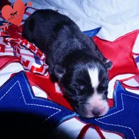 Agouti OFA AKC & Embark - Vivi, a female Siberian Husky for sale in Anderson, SC – 2 of 10