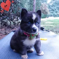 Agouti AKC  OFA & Embark, a female Siberian Husky for sale in Anderson, SC – 4 of 8