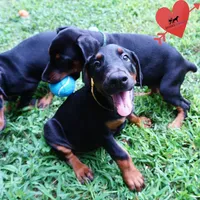 Champion & Full Euro AKC, a female Doberman Pinscher for sale in Anderson, SC – 4 of 10