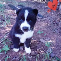 Phoenix - AKC, a female Siberian Husky for sale in Anderson, SC – 3 of 10