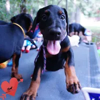 Ears Cropped, a female Doberman Pinscher for sale in Anderson, SC – 9 of 10
