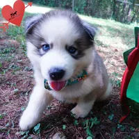 AKC OFA Embark Parents, a male Siberian Husky for sale in Anderson, SC – 5 of 10