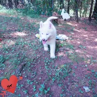 Solid White Female AKC OFA, a female Siberian Husky for sale in Anderson, SC – 5 of 10