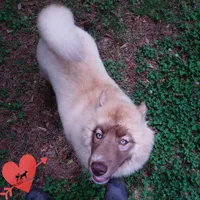 AKC Solid Brown OFA Embark, a female Siberian Husky for sale in Anderson, SC – 2 of 10