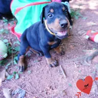AKC Euro OFA & Embark - Huu, a male Doberman Pinscher for sale in Anderson, SC – 2 of 10
