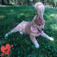 Brown/white AKC Embark OFA, a female Siberian Husky for sale in Anderson, SC – Photo 8 of 10
