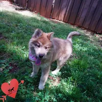 Brown/white AKC Embark OFA, a female Siberian Husky for sale in Anderson, SC – Photo 2 of 10