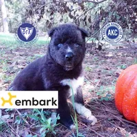 Solid Black - Rogue, a female Siberian Husky for sale in Anderson, SC – 1 of 10