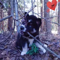 Health Tested Parents - Cyclops, a male Siberian Husky for sale in Anderson, SC – 3 of 10