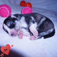 Black/white AKC OFA Embark, a male Siberian Husky for sale in Anderson, SC – 4 of 10