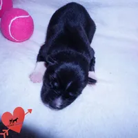 Agouti AKC Embark OFA, a female Siberian Husky for sale in Anderson, SC – 2 of 10
