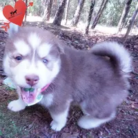 Red/white Ready mid October, a female Siberian Husky for sale in Anderson, SC – 3 of 10