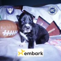 Agouti AKC, a female Siberian Husky for sale in Anderson, SC – Photo 1 of 10