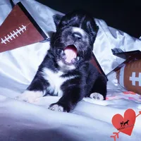 Agouti AKC, a female Siberian Husky for sale in Anderson, SC – Photo 6 of 10