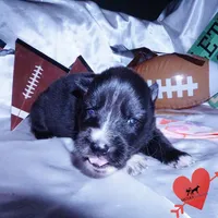 Agouti AKC, a female Siberian Husky for sale in Anderson, SC – Photo 4 of 10