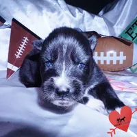 Agouti AKC, a female Siberian Husky for sale in Anderson, SC – Photo 8 of 10