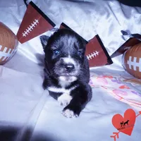 Agouti AKC, a female Siberian Husky for sale in Anderson, SC – Photo 2 of 10