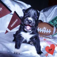 Agouti AKC, a female Siberian Husky for sale in Anderson, SC – Photo 7 of 10