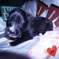 Agouti AKC, a female Siberian Husky for sale in Anderson, SC – Photo 5 of 10