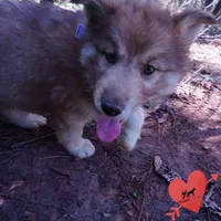 Brown/white AKC Embark OFA, a female Siberian Husky for sale in Anderson, SC – Photo 5 of 10