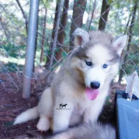 AKC OFA Embark Parents, a male Siberian Husky for sale in Anderson, SC – 5 of 10
