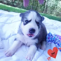 AKC OFA & Embark Parents, a male Siberian Husky for sale in Anderson, SC – 6 of 10
