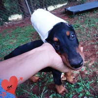 Ears Cropped AKC Euro OFA & Embark, a male Doberman Pinscher for sale in Anderson, SC – 4 of 10