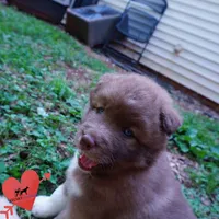 AKC Solid Brown OFA & Embark, a female Siberian Husky for sale in Anderson, SC – 5 of 10