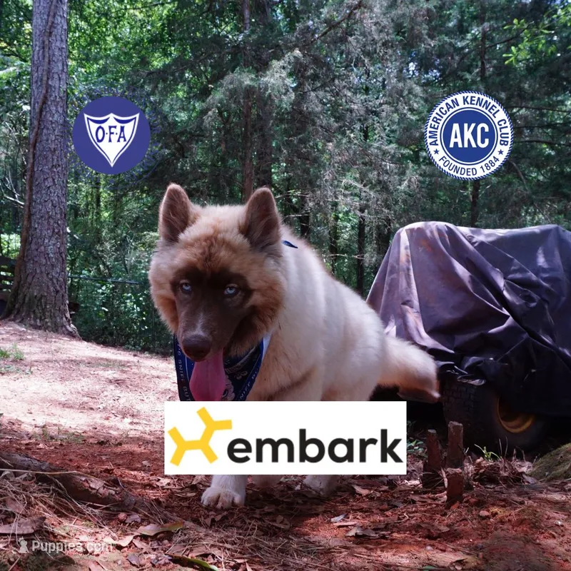 AKC Embark & OFA Parents – Siberian Husky puppy for sale in Anderson, SC