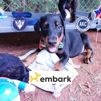AKC Euro OFA & Embark - Hakoda, a male Doberman Pinscher for sale in Anderson, SC – 1 of 10