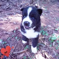Phoenix - Ready late October, a female Siberian Husky for sale in Anderson, SC – 3 of 10