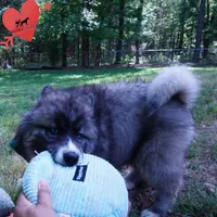 AKC Agouti Embark & OFA Parents, a female Siberian Husky for sale in Anderson, SC – 4 of 10