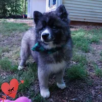 AKC Agouti Embark & OFA Parents, a female Siberian Husky for sale in Anderson, SC – 6 of 10