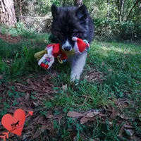 AKC Agouti Embark & OFA Parents, a female Siberian Husky for sale in Anderson, SC – 8 of 10