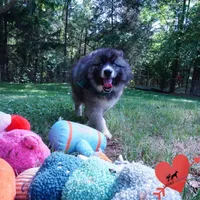 AKC Agouti Embark & OFA Parents, a female Siberian Husky for sale in Anderson, SC – 5 of 10