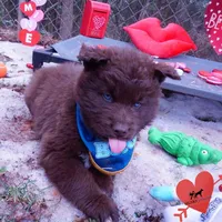 Solid Brown Embark OFA AKC, a male Siberian Husky for sale in Anderson, SC – Photo 2 of 10