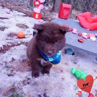 Solid Brown Embark OFA AKC, a male Siberian Husky for sale in Anderson, SC – Photo 6 of 10