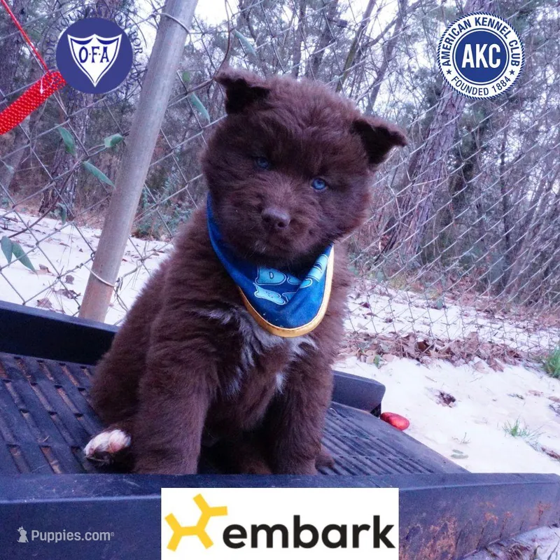 Solid Brown Embark OFA AKC