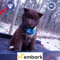 Solid Brown Embark OFA AKC, a male Siberian Husky for sale in Anderson, SC – Photo 1 of 10