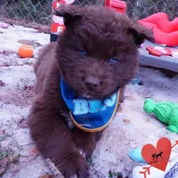 Solid Brown Embark OFA AKC, a male Siberian Husky for sale in Anderson, SC – Photo 5 of 10