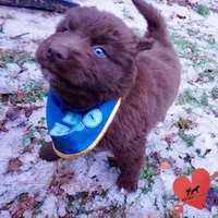 Solid Brown Embark OFA AKC, a male Siberian Husky for sale in Anderson, SC – Photo 8 of 10