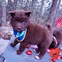 Solid Brown Embark OFA AKC, a male Siberian Husky for sale in Anderson, SC – Photo 4 of 10