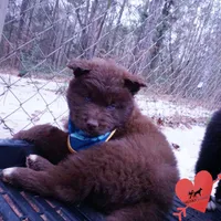 Solid Brown Embark OFA AKC, a male Siberian Husky for sale in Anderson, SC – Photo 7 of 10