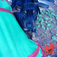 AKC Euro OFA & Embark - Hahn, a male Doberman Pinscher for sale in Anderson, SC – 4 of 10