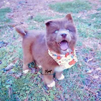 Ready mid Ocotober, a  Siberian Husky for sale in Anderson, SC – 8 of 10